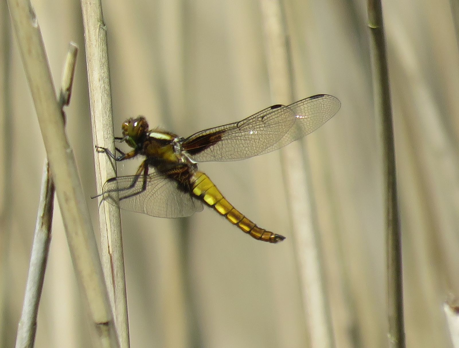 Broad bodied Chaser 